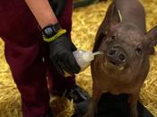 Future Here: Neural Ink, Elon Musk, Pioneers Brain Chip Implantation Humans”