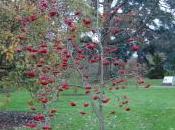 Sorbus Decora