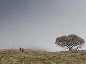 Crosscut Mount Speculation, Alpine National Park, Victoria. November 2013.