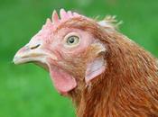 Chicken Colds Mycoplasma