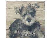 PayPal Donations Help Support Fight Justice Legal Schnauzer First Amendment Case