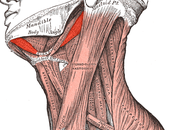 Anatomy Series: Neck Shoulders