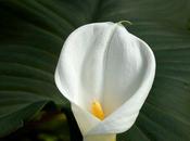 White Calla Lilies