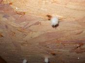 Frost Attics