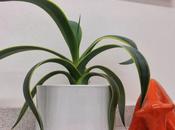Favourite Plant Week Agave Weberi 'Arizona Star'