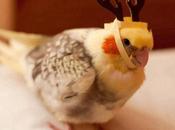 World’s Funniest Animals Dressed Reindeer