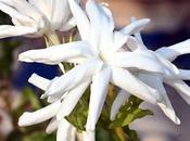 Adukku Malligai Fragrant Jasmine