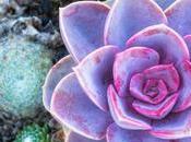 Secrets Successful Succulent Landscapes