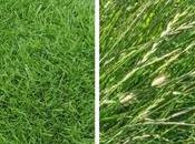 Best Grass Seed North Dakota Lawns