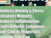 Ashwagandha Capsules: Benefits, Dosages Side Effects