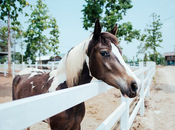 Diarrhea Horses Causes, Symptoms, Diagnosis Treatment