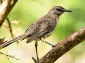 Turks Caicos Birds (Endemic, Migratory Resident)