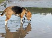 Leptospirosis Dogs- Natural Cure with Herbal Remedies