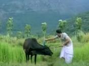 Kangeyam Kaalaigal Only Woman Bull Keeper Tamil Nadu