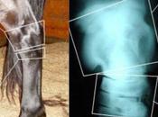 Diseases Horses Affecting Hock Joint- Treatment With Herbal Products