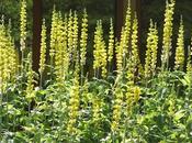 Native Plantings Amazing Library