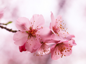 Embracing Magic Cherry Blossoms: Personal Journe...