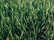 Produces Lighter Green, Drought-resistant Turf Grass!