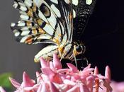 Jallikattu Opening எந்த பூவிலும் வாசம் உண்டு