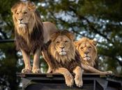 Wildlife Safari: Embark Extraordinary Adventure