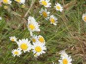 Time Daisies--Fifty Years