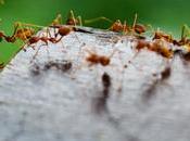 Ants Mailbox: Pesky Problem Deal With