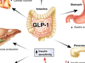 Next Frontier Diabetes Research: Breakthroughs Glucagon-Like Peptide-1 (Glp-1) Analogs Therapies