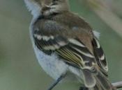 Curaçao Biodiversity: Endemic Species Conservation Efforts