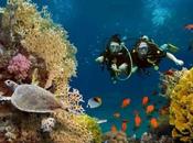 Curaçao Diving (Coral Reefs, Marine Life Spots)