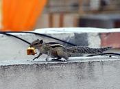 What Fruit Like Most Apples