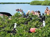 Antigua Bird Watching: Paradise Avian Enthusiasts