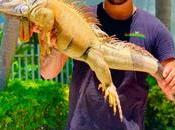 Negative Impact Iguanas Role Methods Eradicate Them
