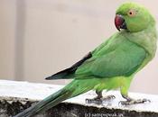 Parrots Love Looks பார்த்த விழி