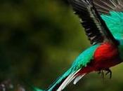 Swoop into Avian Paradise: Bird Watching Destinations South America