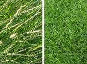 Best Grass Seed Mexico: Picks Lush Lawn