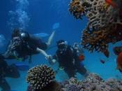 Grenada Marine Life