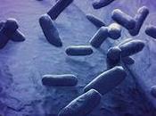 Rising Star: Exploring Bacillus Coagulans Market