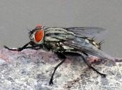 Ever Seen (Housefly) Closer