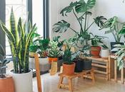 Plants Removing Indoor Toxins