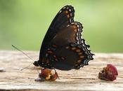 Me--a Spotted Purple