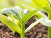Organic Nutrients That Give Your Soil Boost