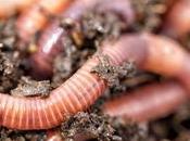 Increase Number Earthworms Your Garden Soil?