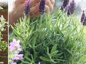 Herbs That Keep Mosquitoes Away Best Mosquito Repellent