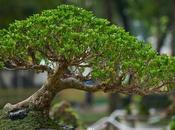 Grow Bonsai Plants Home?