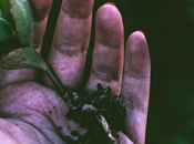 Gardening Budget: Tips Affordable Thrifty