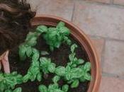 Herb Gardening Made Easy: Growing Your Kitchen Essentials