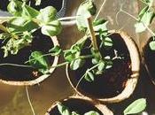 Troubleshooting Common Garden Problems: Pest Control Disease Management