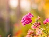 Create Wildlife-Friendly Garden?