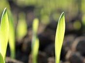 Unleashing Beauty Native Plants: Journey Back Nature