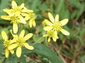 Late Summer Blooms--Wild Tame